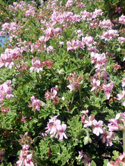 Pelargonium