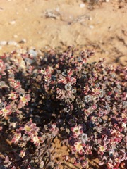 Drosanthemopsis diversifolia