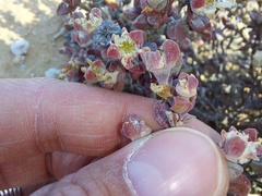 Drosanthemopsis diversifolia