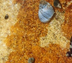 Afrolittorina acutispira