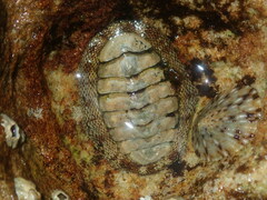 Sypharochiton pelliserpentis