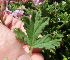 Pelargonium