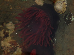 Actinia tenebrosa
