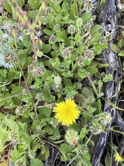 Urospermum picroides