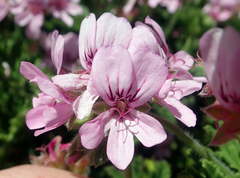 Pelargonium