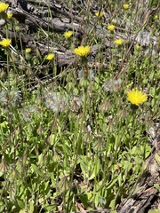 Urospermum picroides