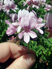 Pelargonium