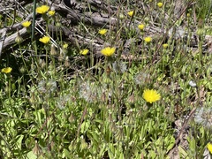 Urospermum picroides