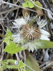 Urospermum picroides