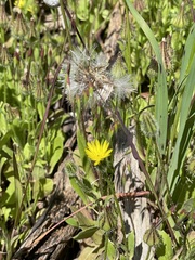 Urospermum picroides