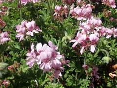 Pelargonium