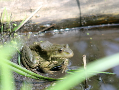 Pelophylax ridibundus