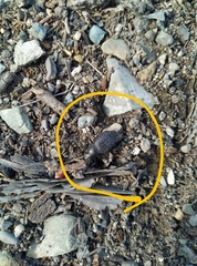 Cryptoglossa variolosa