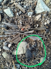 Cryptoglossa variolosa