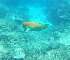 Chlorurus microrhinos