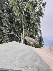 Nycticorax nycticorax