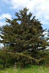 Picea jezoensis