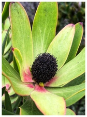 Leucadendron gandogeri
