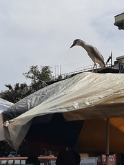 Nycticorax nycticorax