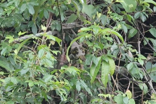 Red-shouldered Cuckooshrike (Campephaga phoenicea), photo 6