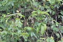 Campephaga phoenicea