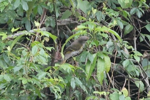 Red-shouldered Cuckooshrike (Campephaga phoenicea), photo 5