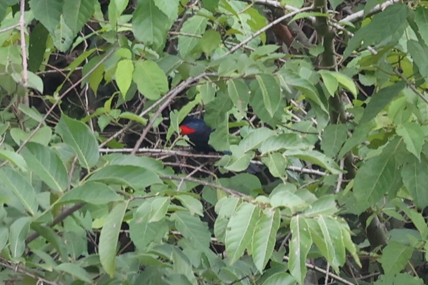 Red-shouldered Cuckooshrike (Campephaga phoenicea), photo 5