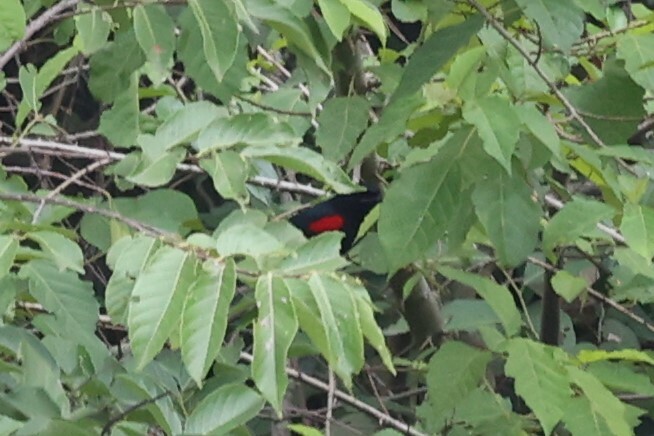 Red-shouldered Cuckooshrike (Campephaga phoenicea), photo 7
