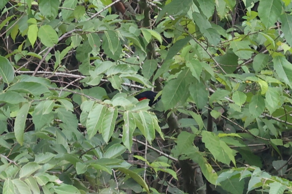Red-shouldered Cuckooshrike (Campephaga phoenicea), photo 6