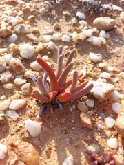 Argyroderma fissum