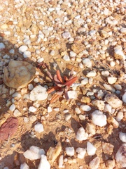 Argyroderma fissum