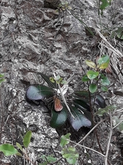 Pachystegia insignis