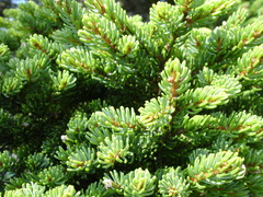 Picea glehnii