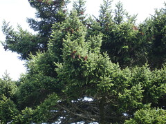 Picea glehnii