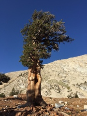 Pinus balfouriana