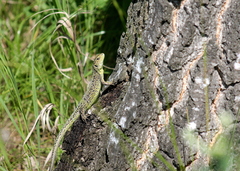 Lacerta agilis exigua