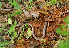 Anguis colchica