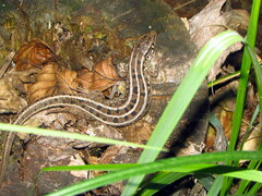 Lacerta agilis exigua
