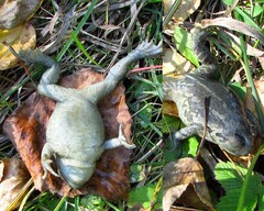 Pelobates vespertinus