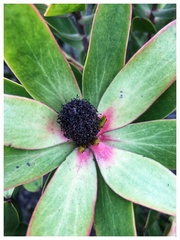 Leucadendron gandogeri