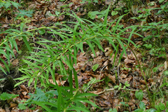 Polygonatum verticillatum