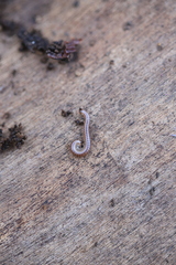 Cylindroiulus punctatus