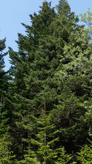 Picea glehnii