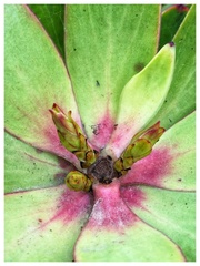 Leucadendron gandogeri