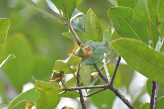 Ternstroemia tepezapote