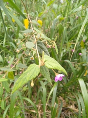 Howittia trilocularis