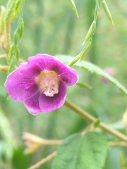 Howittia trilocularis