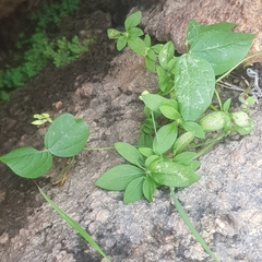 Centrosema pubescens