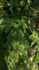 Picea glehnii
