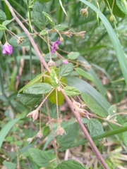 Howittia trilocularis